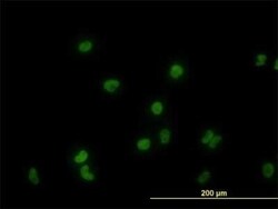 GATA-2 Antibody (2G11), Novus Biologicals 0.1 mg, Unconjugated:Antibodies,