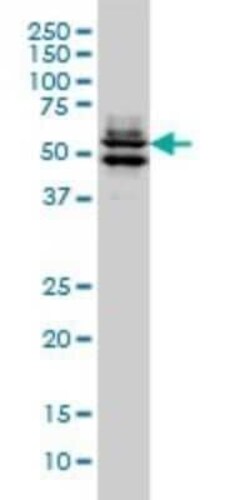 GATA-2 Antibody (2G11), Novus Biologicals 0.1 mg, Unconjugated:Antibodies,