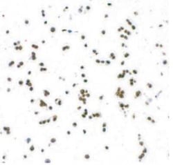 GATA-3 Antibody (BLR121H), Novus Biologicals 100 &mu;g | Buy Online | Novus Biologicals | Fisher Scientific