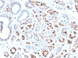 GATA-3 Antibody (GATA3/2444) - Azide and BSA Free, Novus Biologicals 100 &mu;g | Buy Online | Novus Biologicals | Fisher Scientific