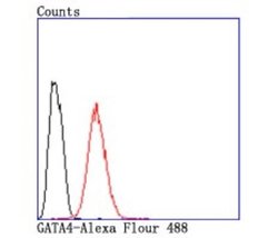 GATA-4 Rabbit anti-Human, Clone: JA11-41, Novus Biologicals 100&mu;L:Antibodies,