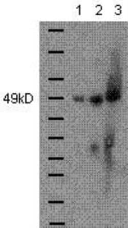 GATA-4 Antibody (Evan) - BSA Free, Novus Biologicals 0.025mg; Unlabeled:Antibodies,