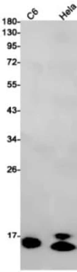 GATE-16/GABARAPL2 Antibody (S03-7J2), Novus Biologicals:Antibodies:Primary