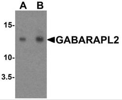 GATE-16/GABARAPL2 Antibody - BSA Free, Novus Biologicals 0.1 mg; Unconjugated:Antibodies,