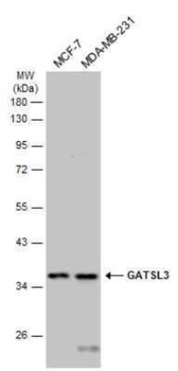 GATSL3 Antibody, Novus Biologicals 100 &mu;g | Buy Online | Novus Biologicals | Fisher Scientific