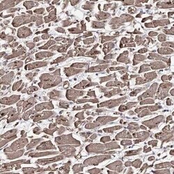 GBF1 Antibody, Novus Biologicals:Antibodies:Primary Antibodies