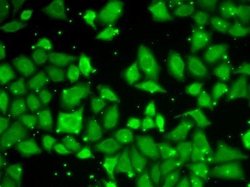 GBL Rabbit anti-Human, Mouse, Rat, Polyclonal, Novus Biologicals:Antibodies:Primary