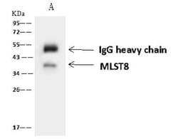 GBL Antibody, Novus Biologicals:Antibodies:Primary Antibodies