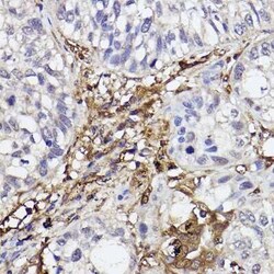 GBP1 Rabbit anti-Human, Rat, Clone: 3X7O9, Novus Biologicals 20 &mu;g;