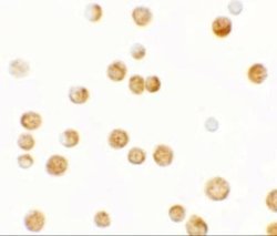 GBP6 Antibody - BSA Free, Novus Biologicals 0.1 mg | Buy Online | Novus Biologicals | Fisher Scientific