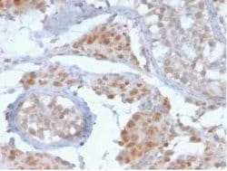 GCET2 Mouse anti-Human, Clone: HGAL/2373, Novus Biologicals 20 &mu;g; Unconjugated:Antibodies,