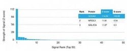 GCET2 Mouse anti-Human, Clone: HGAL/2373, Novus Biologicals 20 &mu;g; Unconjugated:Antibodies,