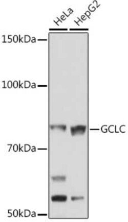 GCLC Rabbit anti-Human, Rat, Clone: 0X1H3, Novus Biologicals:Antibodies:Primary