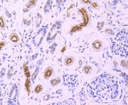 GCLC Rabbit anti-Human, Clone: JA08-03, Novus Biologicals 100&mu;L:Antibodies,