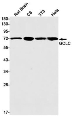 GCLC Antibody (S03-9D9), Novus Biologicals 100 &mu;g; Unconjugated:Antibodies,