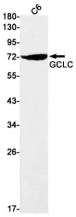 GCLC Antibody (S08-2F5), Novus Biologicals 100 &mu;g; Unconjugated:Antibodies,