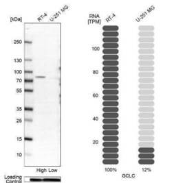 GCLC Antibody, Novus Biologicals:Antibodies:Primary Antibodies