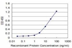 GCM1 Antibody (4C11), Novus Biologicals 0.1 mg | Buy Online | Novus Biologicals | Fisher Scientific
