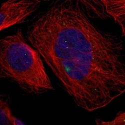 GCM1 Antibody, Novus Biologicals:Antibodies:Primary Antibodies