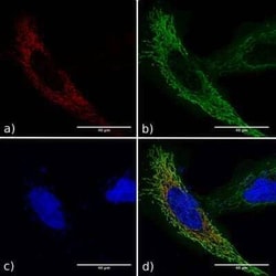 GCN4 Antibody (C11L34) - Azide and BSA Free, Novus Biologicals 0.025 mg;