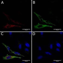 GCN4 Antibody (C11L34) - Chimeric - Azide and BSA Free, Novus Biologicals
