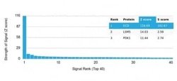 GCR2 Antibody (PCRP-ECD-1D10) - Azide and BSA Free, Novus Biologicals 100
