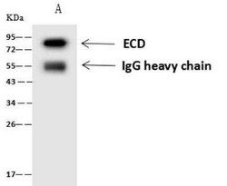 GCR2 Antibody, Novus Biologicals 100 &mu;g, Unconjugated:Antibodies, Polyclonal