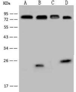 GCR2 Antibody, Novus Biologicals 100 &mu;g, Unconjugated:Antibodies, Polyclonal