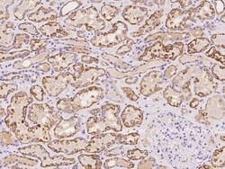 GCSH Antibody, Novus Biologicals 100 &mu;g, Unconjugated:Antibodies, Polyclonal
