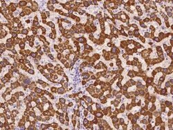 GCSH Antibody, Novus Biologicals 100 &mu;g, Unconjugated:Antibodies, Polyclonal