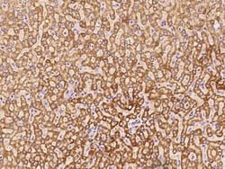 GCSH Antibody, Novus Biologicals:Antibodies:Primary Antibodies