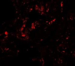 GDF-1 Antibody - BSA Free, Novus Biologicals 0.1 mg | Buy Online | Novus Biologicals | Fisher Scientific