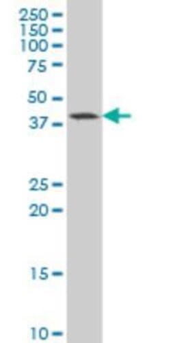 GDF-11/BMP-11 Antibody (4F7), Novus Biologicals 0.1 mg | Buy Online | Novus Biologicals | Fisher Scientific