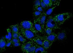 GDF-3 Rabbit anti-Human, Clone: 10, Novus Biologicals 50 &mu;g; Unconjugated:Antibodies,