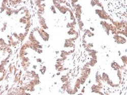 GDF-9 Mouse anti-Human, Clone: GDF9/4261, Novus Biologicals 20 &mu;g; Unconjugated:Antibodies,