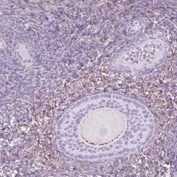 GDF-9 Antibody, Novus Biologicals:Antibodies:Primary Antibodies