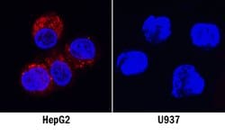 Human GDF-15 Antibody, R D Systems 25 &mu;g Unconjugated:Antibodies, Monoclonal