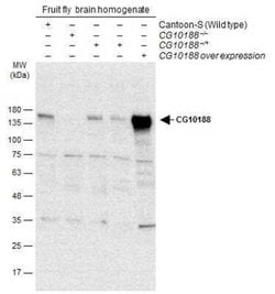 GEF-H1 Antibody, Novus Biologicals 100 &mu;g | Buy Online | Bio-Techne | Fisher Scientific