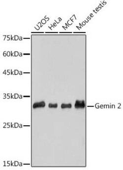 GEMIN2 Rabbit anti-Human, Mouse, Rat, Clone: 9C8K3, Novus Biologicals 100 &mu;g | Buy Online | Novus Biologicals | Fisher Scientific