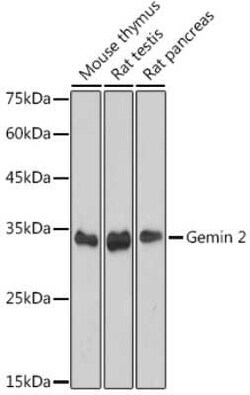GEMIN2 Rabbit anti-Human, Mouse, Rat, Clone: 9C8K3, Novus Biologicals 100 &mu;g | Buy Online | Novus Biologicals | Fisher Scientific