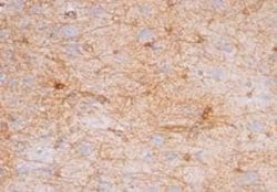 GFAP Antibody (GA-5) - Azide and BSA Free, Novus Biologicals 0.1mg; Unlabeled:Antibodies,