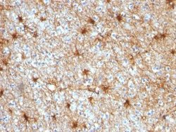 GFAP Antibody (GA-5) - Azide and BSA Free, Novus Biologicals 0.1mg; Unlabeled:Antibodies,