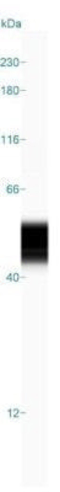 GFAP Antibody (GA-5) - Azide and BSA Free, Novus Biologicals 0.1mg; Unlabeled:Antibodies,