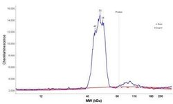 GFAP Antibody (GA-5) - Azide and BSA Free, Novus Biologicals 0.1mg; Unlabeled:Antibodies,
