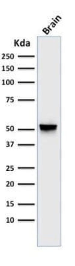 GFAP Antibody (GA-5) - Azide and BSA Free, Novus Biologicals 0.1mg; Unlabeled:Antibodies,