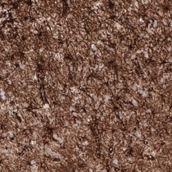 GFAP Antibody (CL2713), Novus Biologicals 25 &mu;L; Unconjugated:Antibodies,
