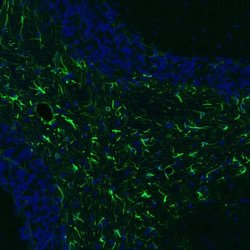 GFAP Antibody (CL2713), Novus Biologicals 25 &mu;L; Unconjugated:Antibodies,