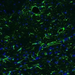 GFAP Antibody (CL2713), Novus Biologicals 25 &mu;L; Unconjugated:Antibodies,