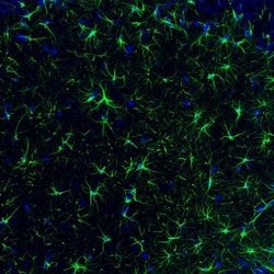 GFAP Antibody (CL2713), Novus Biologicals 25 &mu;L; Unconjugated:Antibodies,