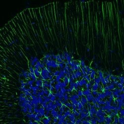GFAP Antibody (CL2713), Novus Biologicals 25 &mu;L; Unconjugated:Antibodies,